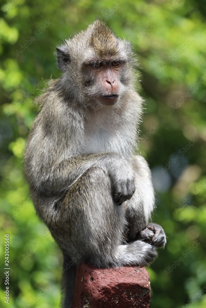 Monkey sits on a wooden stick near trees. Blurred background