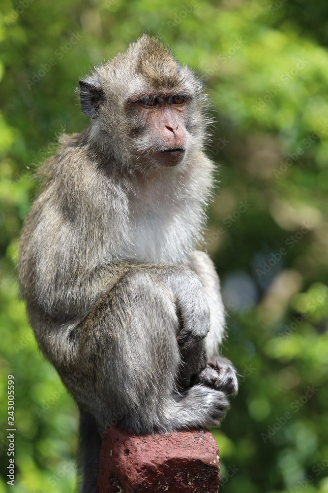 Monkey sits on a wooden stick near trees. Blurred background