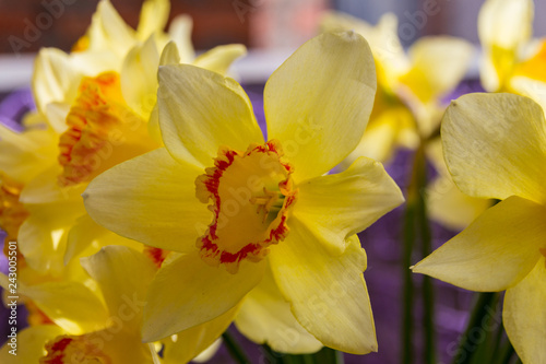 Blooming yellow daffodils (Narcissus)