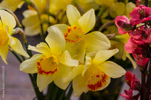 Blooming narcissus and prunus flowers