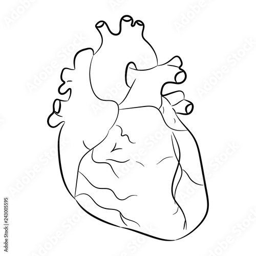Vector illustration of a Human Heart isolated on a white background