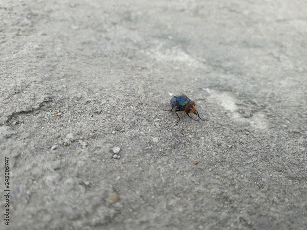 Common House Fly Common House Fly