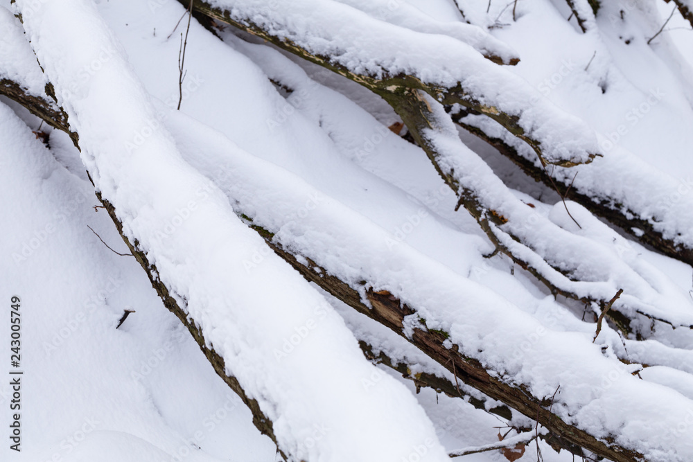 fresh snow on fallen trees fresh snow on fallen trees