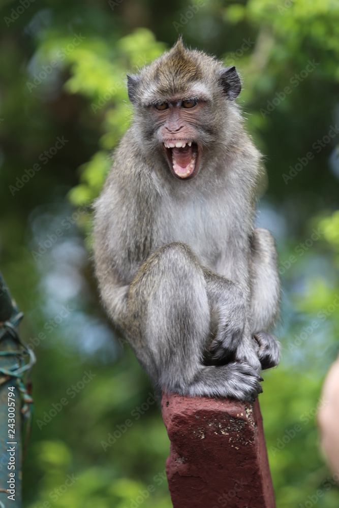 Monkey sits on a wooden stick near trees. Blurred background