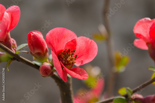 Blooming pink prunus flowers