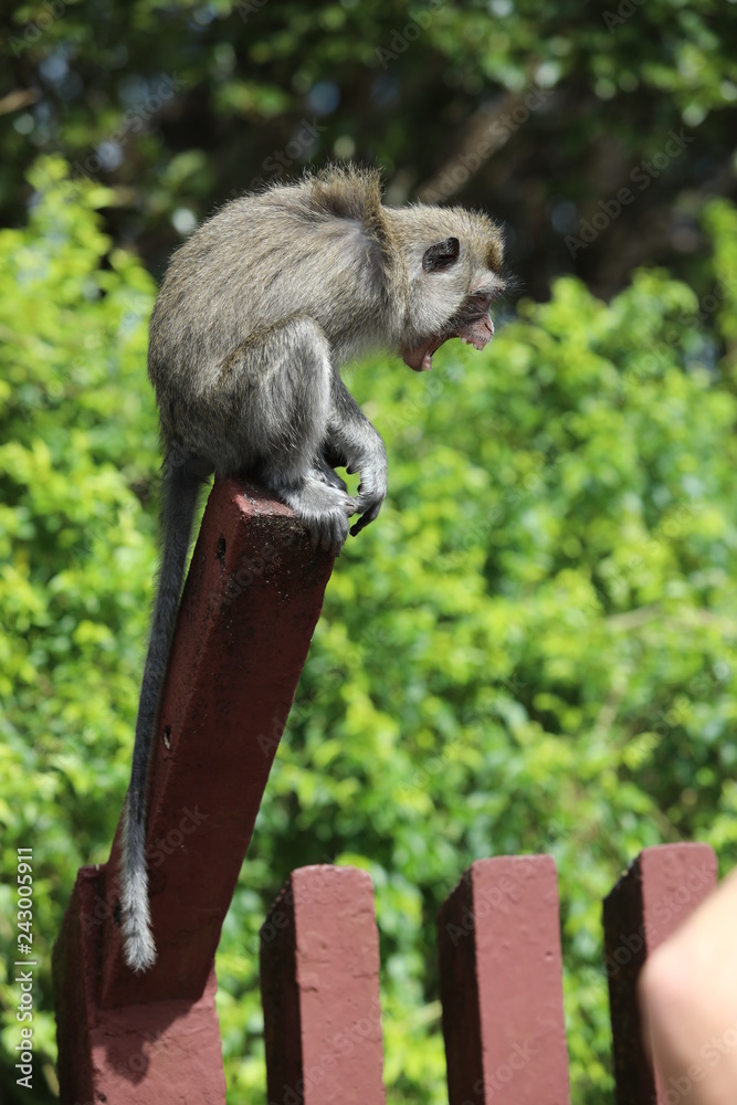 Obraz premium Monkey sits on a wooden stick near trees