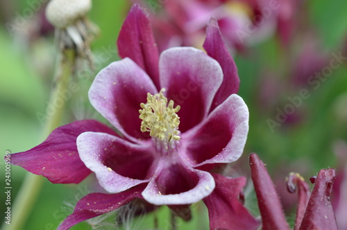 In Bloom 3