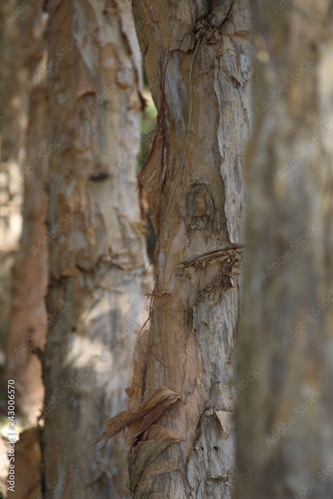 Close up on the bark of a tree