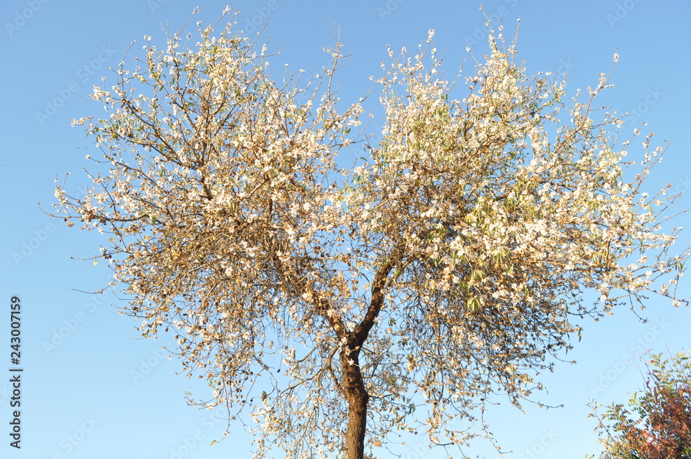 The beautiful Almond in farmland The beautiful Almond in farmland