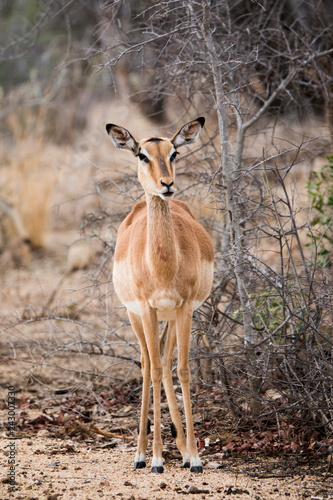 Female impala standing in the savannah.