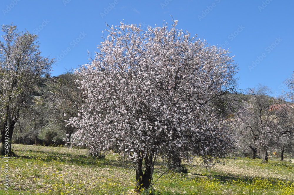 The beautiful Almond in farmland The beautiful Almond in farmland
