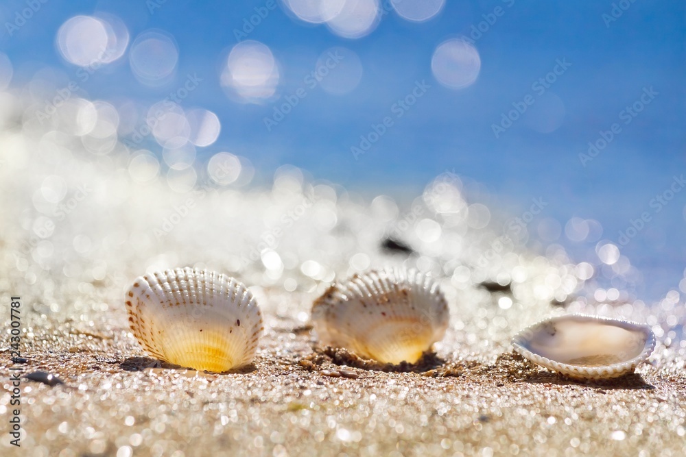 seashells on a sand shore of Black Sea beach in backlight against deep blue clear sky on a sunny summer morning, bright bokeh