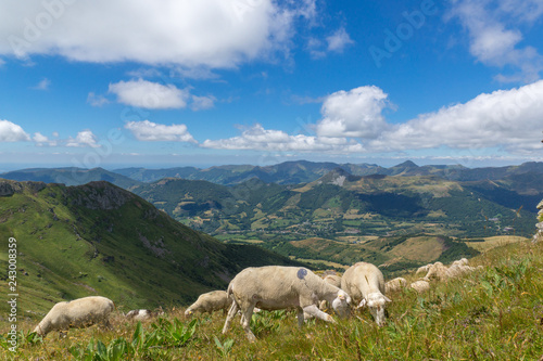 Troupeau de moutons dans les monts du Cantal en Auvergne, France