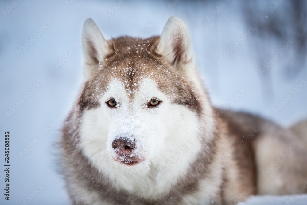 Beautiful and happy Siberian Husky dog lying on the snow in the dark forest in winter