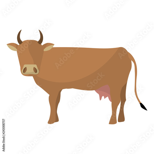 Indian brown cow