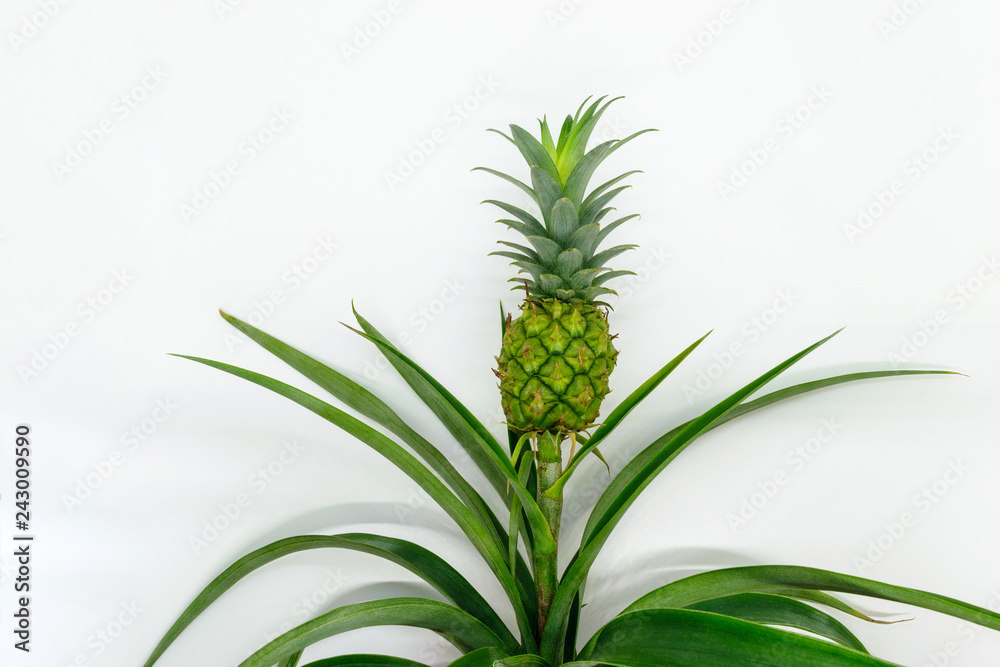 Small and young green growing pineapple on white background Small and young green growing pineapple on white background