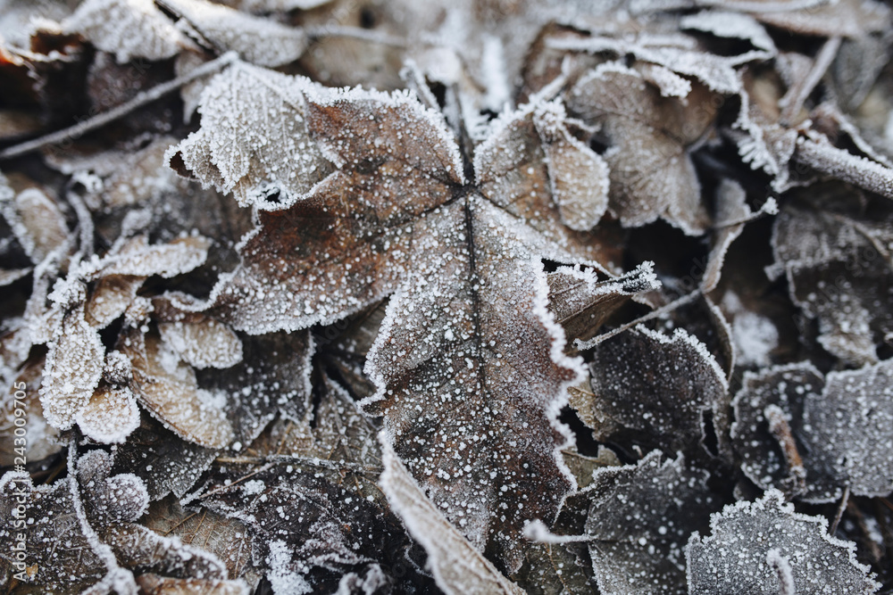 Frozen leaf on ground with ice on it Frozen leaf on ground with ice on it