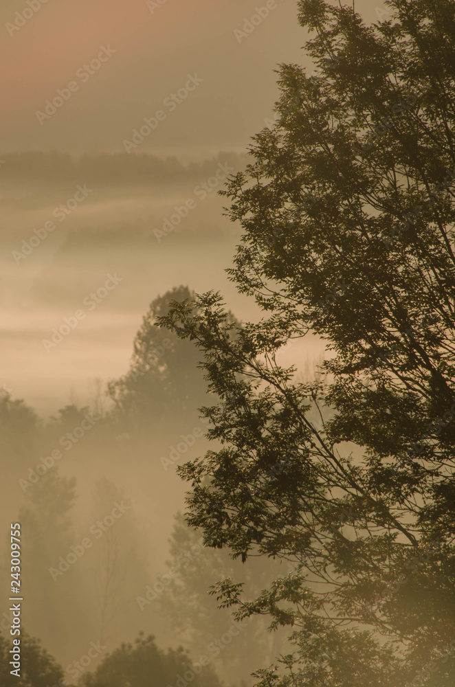 Fototapeta premium Misty morning