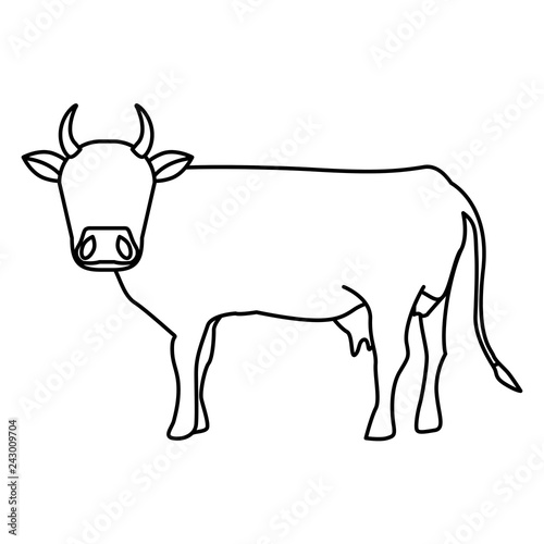 Indian brown cow