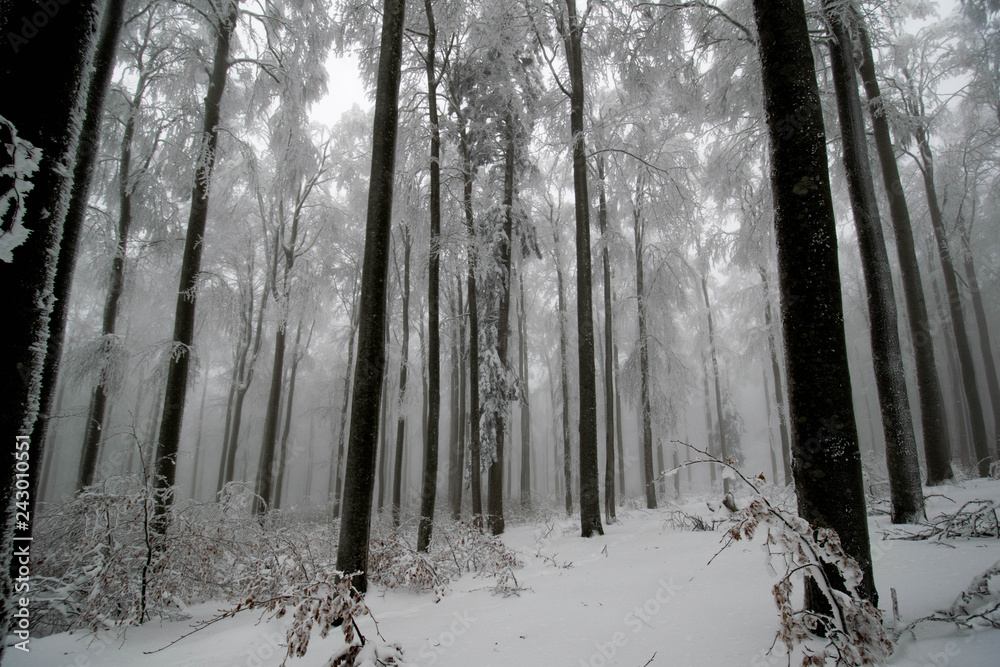 Naklejka premium Mystischer Winterwald in den Vogesen am Champ du Feu
