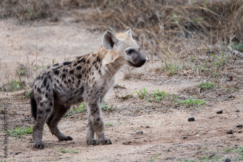 Young hyena walking alone.