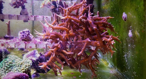 Pink Birdsnest Coral, Aquacultured 
 - (Seriatopora hystrix)