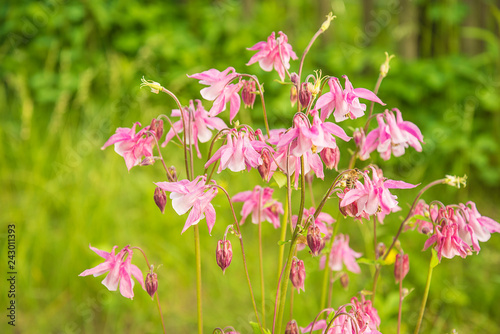 Fototapeta Naklejka Na Ścianę i Meble -  Pink aquilegia or columbine flowers blooming in the summer meadow