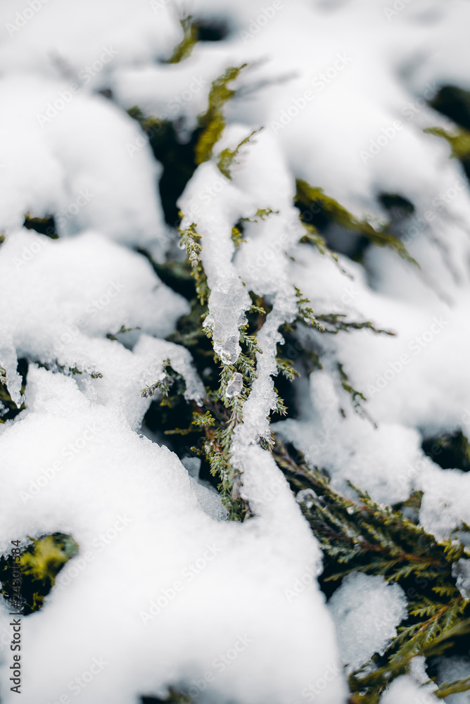 Close up of frozen beauty of nature in winter time. Vertical type of photo. Close up of frozen beauty of nature in winter time. Vertical type of photo.