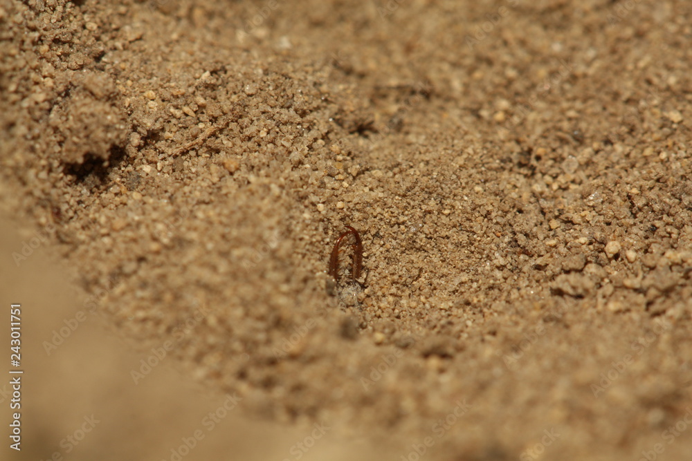 Larva of the antlion waiting for its pray. A predatory insect living in sandy areas in Europe. Larva of the antlion waiting for its pray. A predatory insect living in sandy areas in Europe.