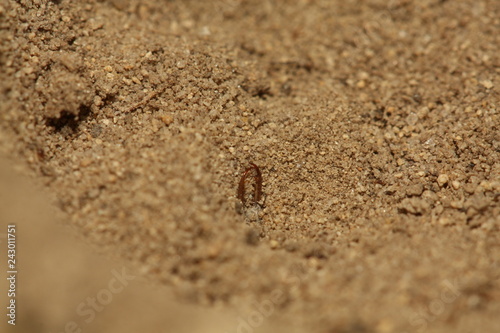 Larva of the antlion waiting for its pray. A predatory insect living in sandy areas in Europe.