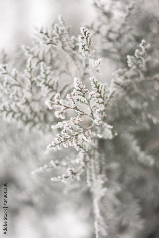 Close up of frozen beauty of nature in winter time. Vertical type of photo.