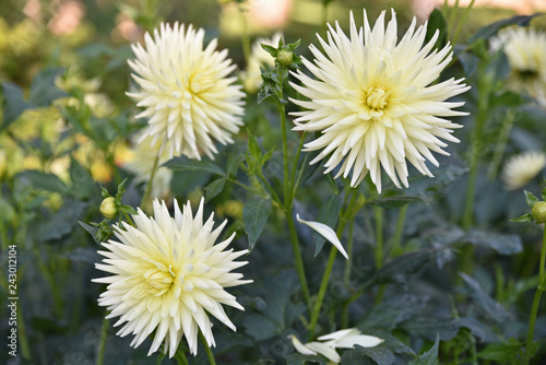 Fototapeta Naklejka Na Ścianę i Meble -  Dahlia cactus jaune