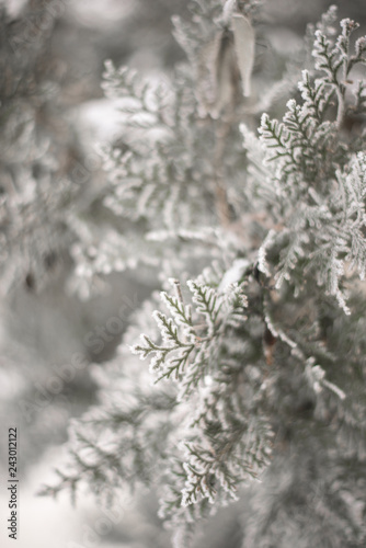 Close up of frozen beauty of nature in winter time. Vertical type of photo. © litts
