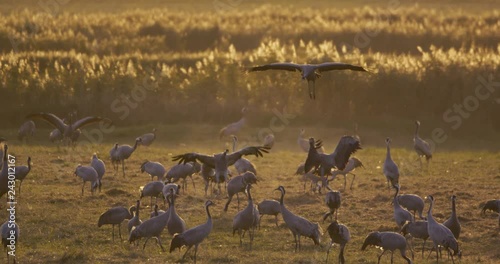 common cranes in autumn - vorpommern, Germany