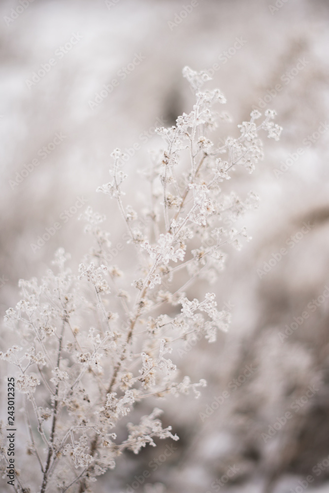 Close up of frozen beauty of nature in winter time. Vertical type of photo.