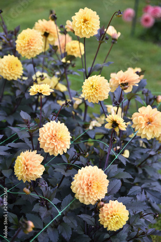 Fototapeta Naklejka Na Ścianę i Meble -  Dahlia jaune