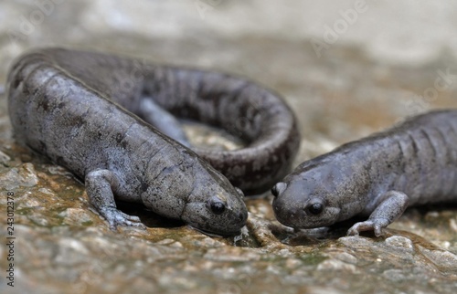 Streamside salamanders