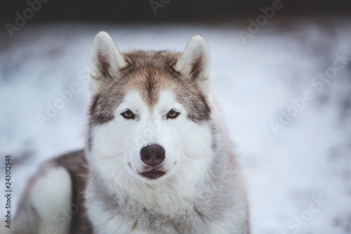 Beautiful, happy and free Siberian Husky dog lying on the snow path in thedark forest in winter