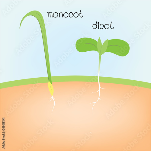 monocot and dicot