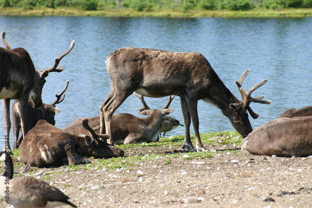 wildlife wildlife