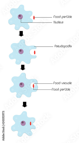 Nutrition In Amoeba