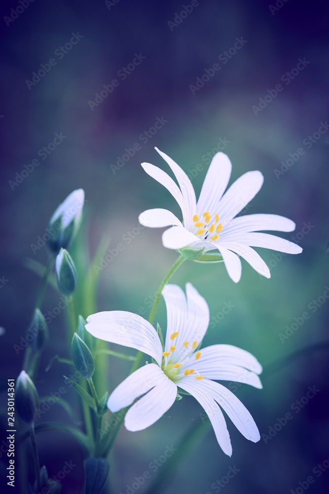 Weiße Stellaria holostea Blumen (größeres stitchwort) und Blüten vor grünem Hintergrund