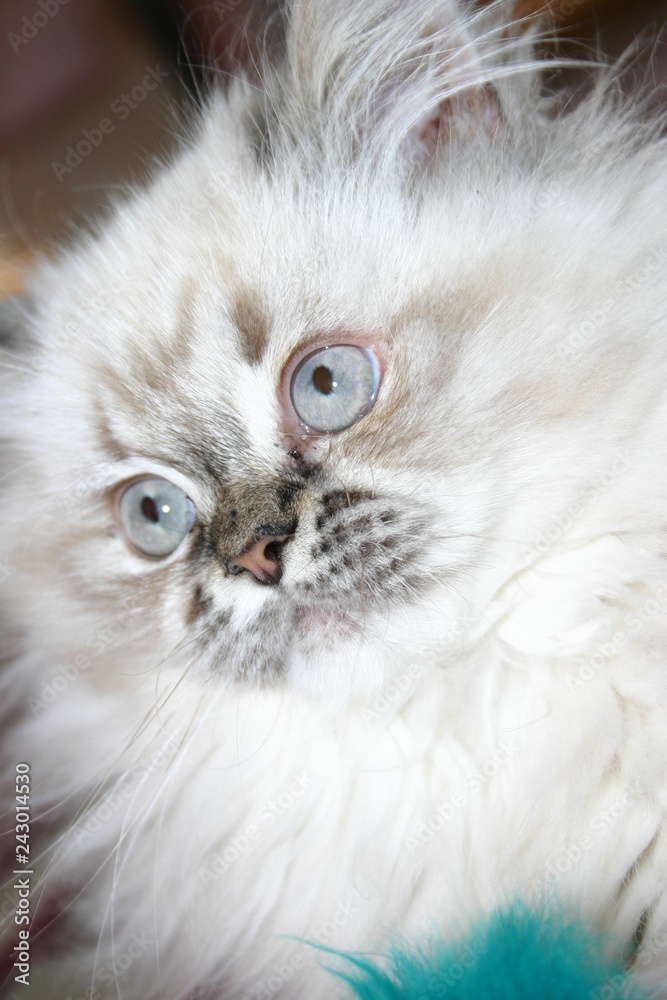 portrait of a cat portrait of a cat