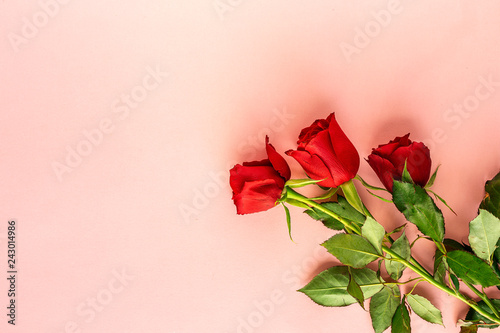 red roses with pink background