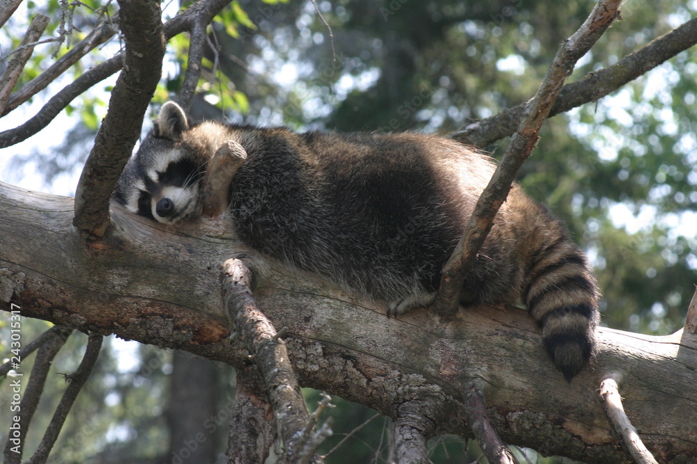 Obraz premium wildlife