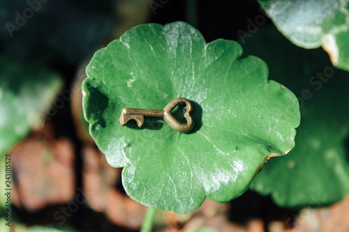 Heart Shape Brass vintage key on greenbackground