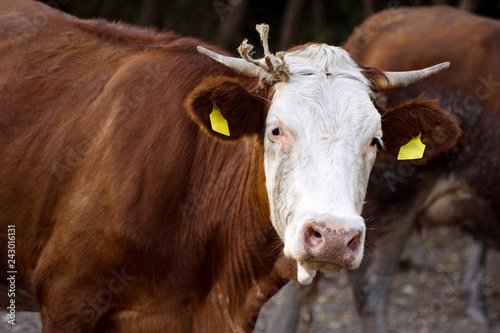 Wallpaper Mural cattle breeding concept Torontodigital.ca