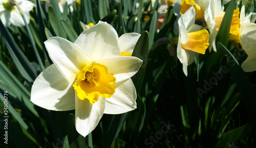 Fototapeta Naklejka Na Ścianę i Meble -  Close-up of beautiful bright Narcissus flowers
