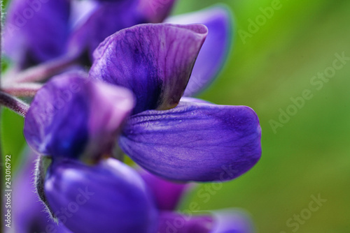 blue iris flower