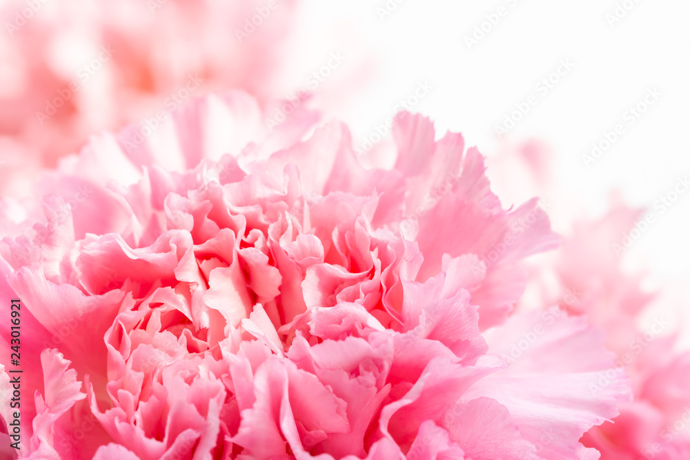 Abstract of pink flowers, carnation.